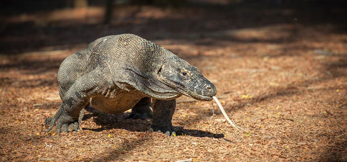 Komodowaran