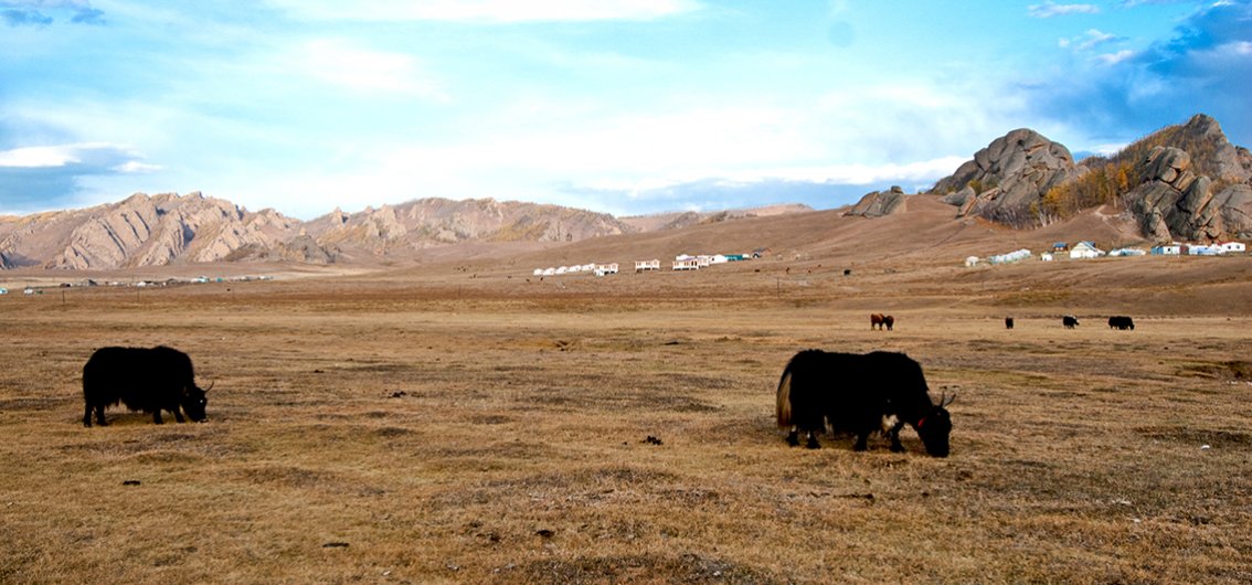 Yaks in der mongolischen Schweiz Terelj