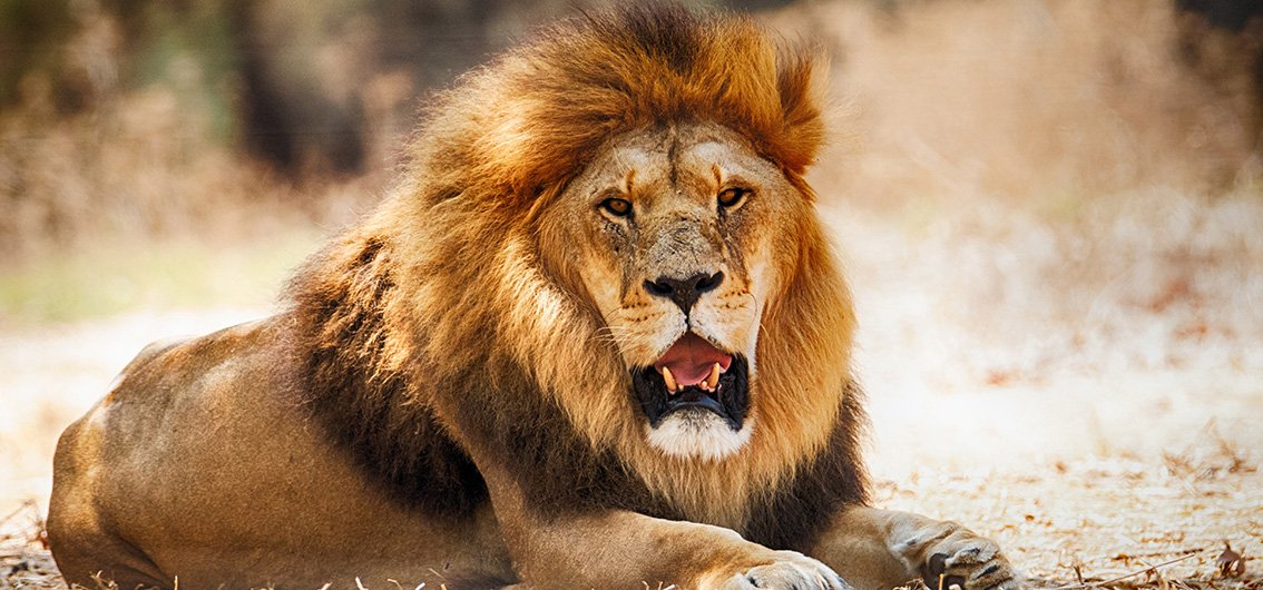 Auf einer einmaligen Safari sehen Sie mit etwas Glück Löwen