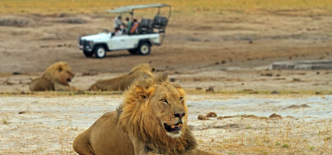 Löwe im Hwange-Nationalpark