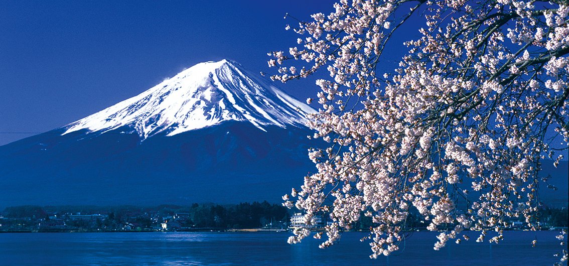 Fuji - Japan - Kirschblüten