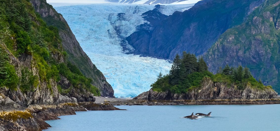 orcas-im-kenai-fjords-nationalpark-Credit-Czech-the-world-stock.adobe.com