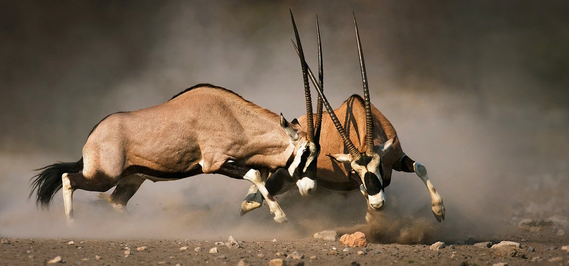Oryxantilopen im Etosha Nationalpark in Namibia