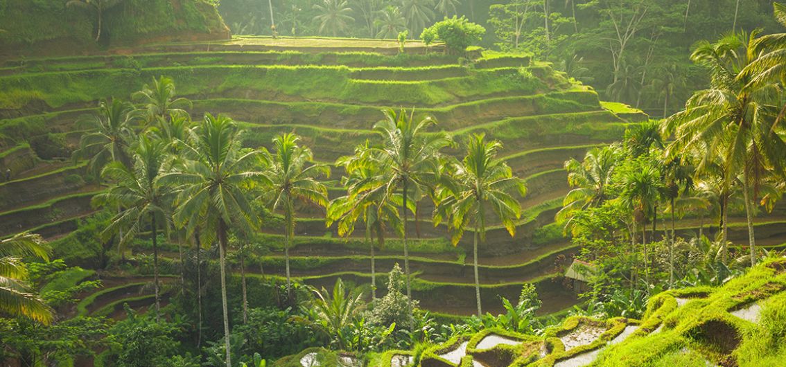 Reisterrassen im Morgenlicht in Ubud auf Bali
