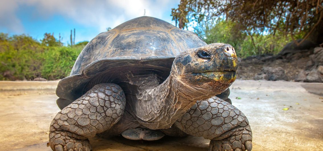 Riesenschildkröte