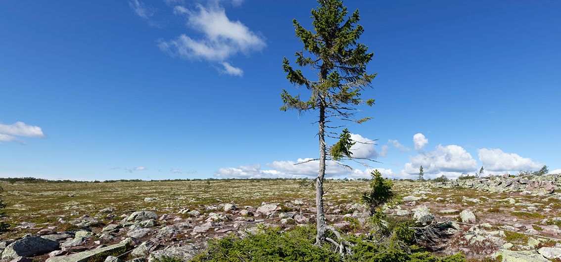 Old Tjikko