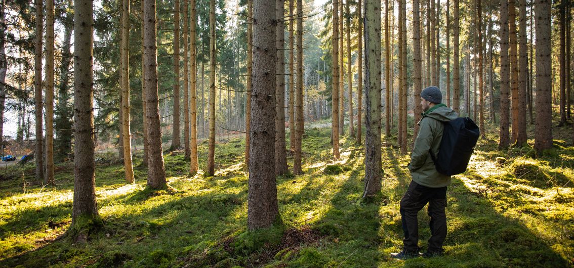 Wald in Schweden