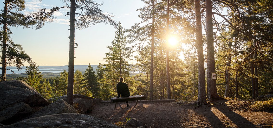 Wald in Schweden