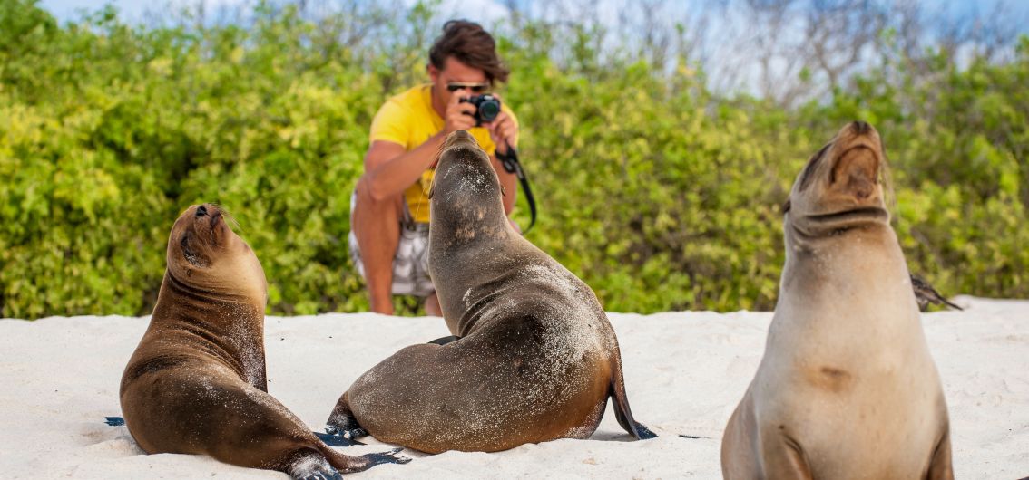 Seelöwen auf Galápagos - 22 - Credit PeskyMonkey - stock.adobe.com