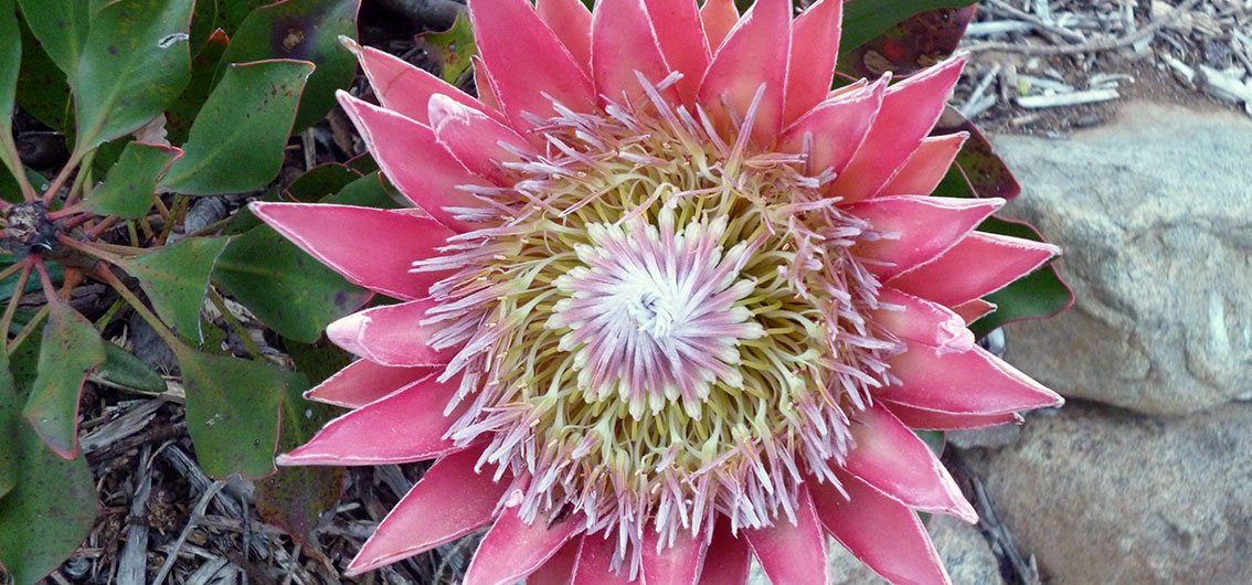 Südafrika_Kapstadt_Botanischer Garten Kirstenbosch_Protea