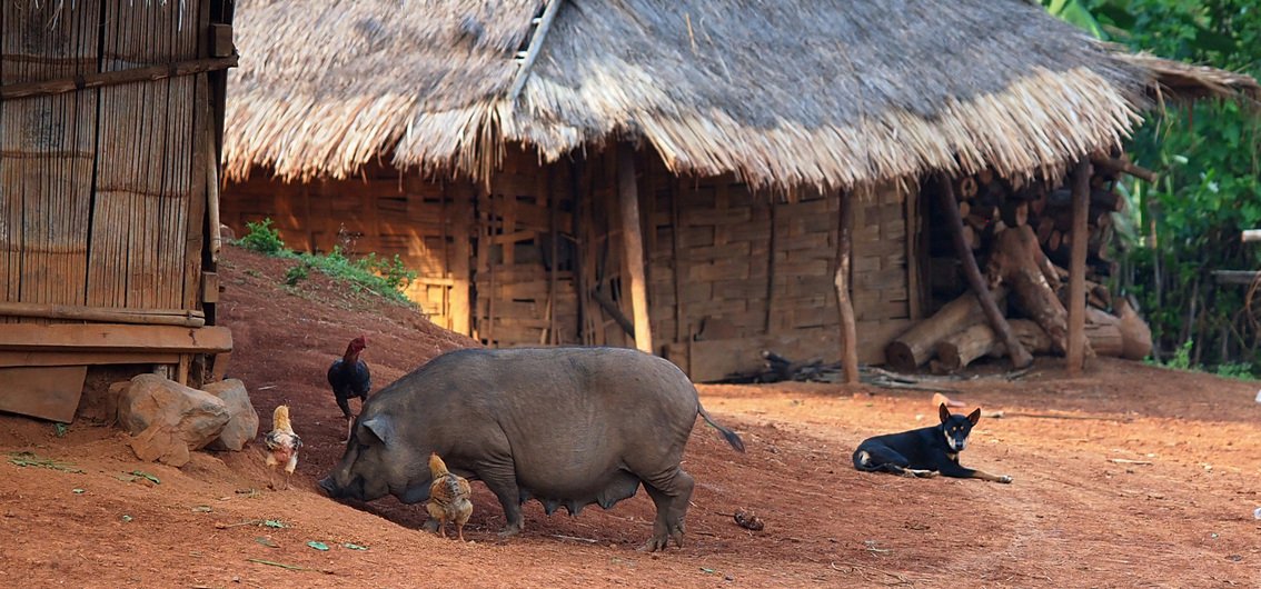 Tierische Wohngemeinschaft in einem Khmu Dorf