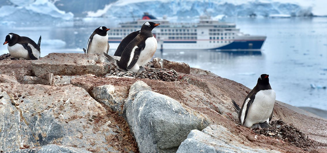 Erleben Sie die Tierwelt der Antarktis