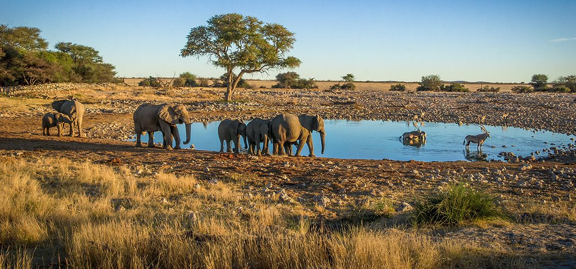 Wasserstelle im Etosha Nationalpark, Südafrika