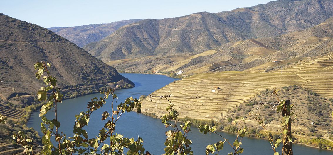 Weinberge im Douro-Tal