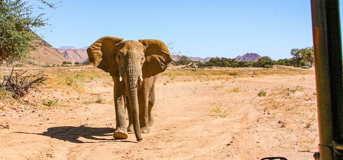 Wüstenelefant-auf-einer-Pirschfahrt---