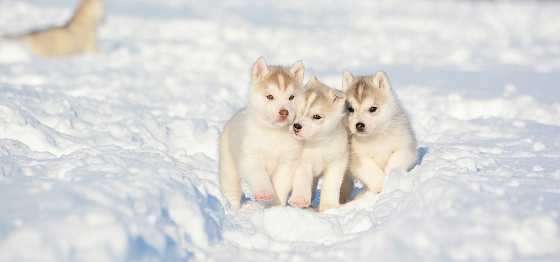 Zukünftige Schlittenhunde