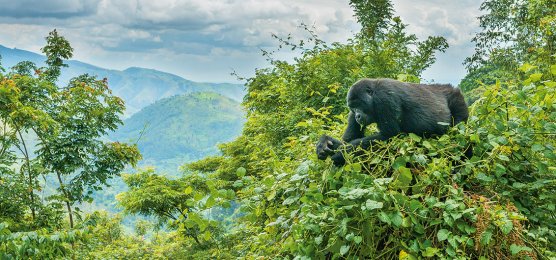 Gorilla auf Baumgipfel im Bwindi-Nationalpark
