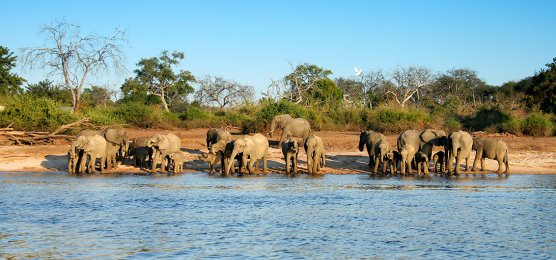 Auf Elefantenpirsch: Chobe-Nationalpark