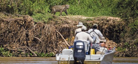 Auf den Spuren des Jaguars Auf den Spuren des Jaguars
