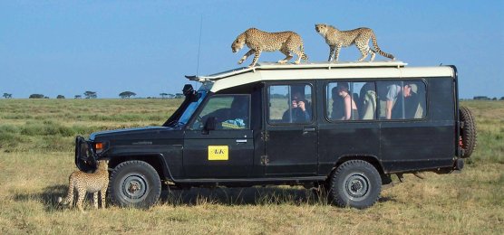 Auf Safari - Jeep Leoparden