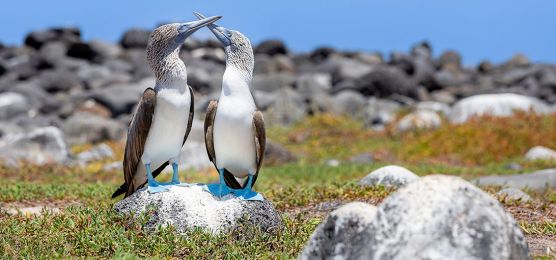 Naturparadies Galápagos-Inseln