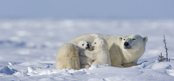 Spitzbergen - Im Reich der Eisbären Spitzbergen - Im Reich der Eisbären