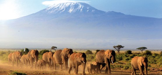 Elefanten vor dem Kilimanjaro -Tansania