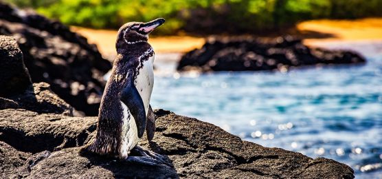 Exklusiv-Charter: Naturparadies Galápagos-Inseln
