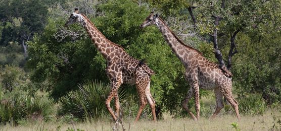 Südafrika: Im Reich der Big Five Südafrika: Im Reich der Big Five