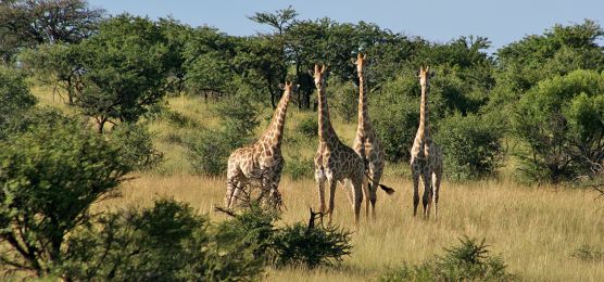 Verlängerungsreise Namibia 