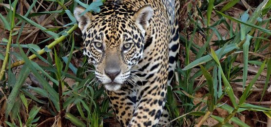 Auf den Spuren des Jaguars