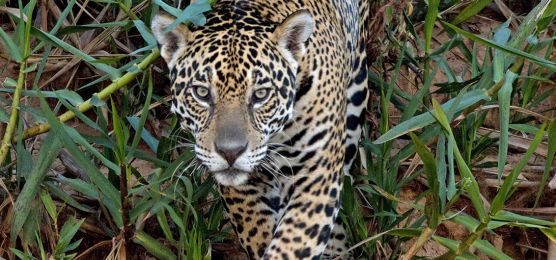 Auf den Spuren des Jaguars