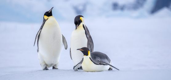 Auf der Suche nach den Kaiserpinguinen Auf der Suche nach den Kaiserpinguinen