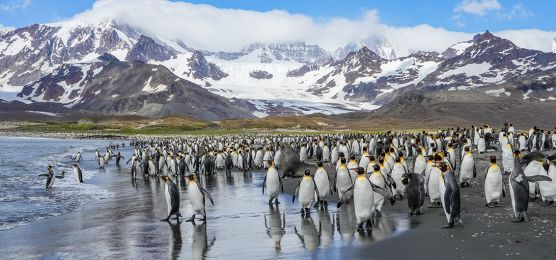 Antarktis, Falkland-Inseln und Südgeorgien