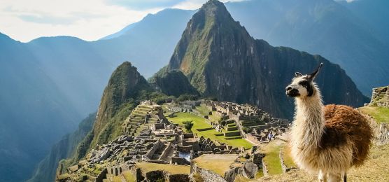 Lama in Machu Picchu