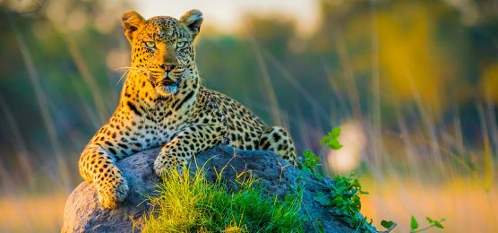 Flug-Safari in Botswana