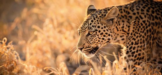 Flug-Safari in Botswana