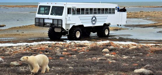 Sommerzauber zwischen Eisbären und Belugas