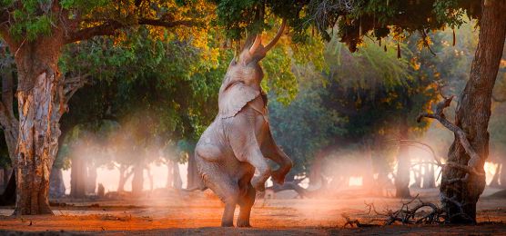 Flug-Safari in Simbabwe