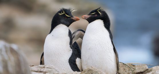 Expedition zu den Falklandinseln – Abenteuer im Herzen des Südatlantiks Expedition zu den Falklandinseln – Abenteuer im Herzen des Südatlantiks