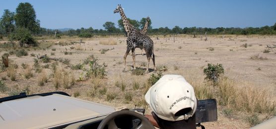 Zauberhafte Wildnis im Luangwa-Tal